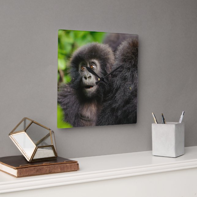 Cutest Baby Animals | Young Mountain Gorilla Square Wall Clock (Office)