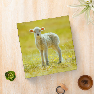 Cutest Baby Animals   Young Sheep Binder