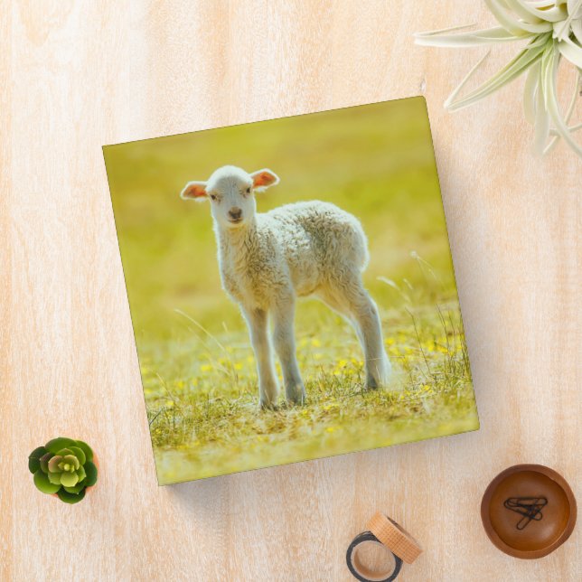 Cutest Baby Animals | Young Sheep Binder (In Situ)
