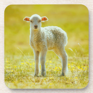 Cutest Baby Animals Young Sheep Coaster