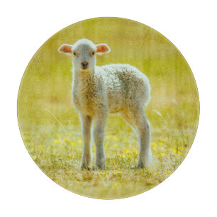 Cutest Baby Animals Young Sheep Cutting Board