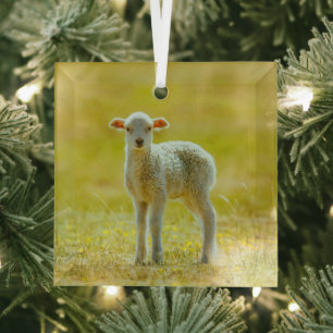 Cutest Baby Animals Young Sheep Glass Ornament