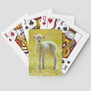 Cutest Baby Animals   Young Sheep Playing Cards