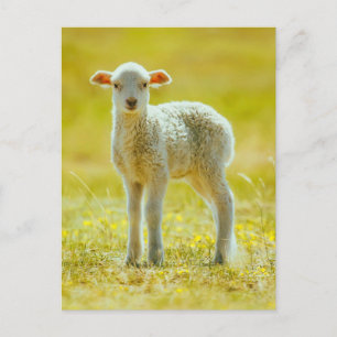 Cutest Baby Animals Young Sheep Postcard