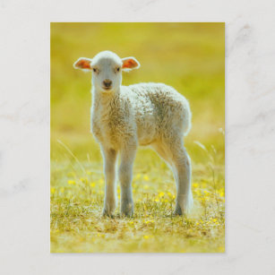 Cutest Baby Animals   Young Sheep Postcard