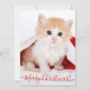 Cutest Cat With Santa's Hat Merry Christmas Holiday Card
