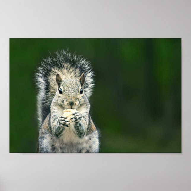 Cutest Close Up of This Backyard Squirrel Wildlife Poster (Front)