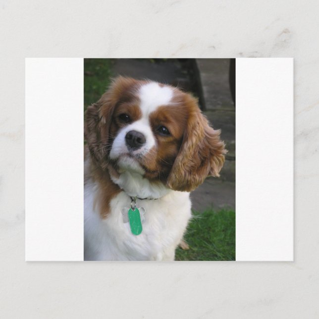 Cutest Dog In The World Postcard (Front)