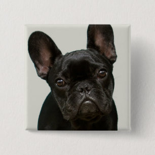 Cutest French Bulldog Puppy 2 Inch Square Button