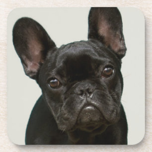 Cutest French Bulldog Puppy Coaster