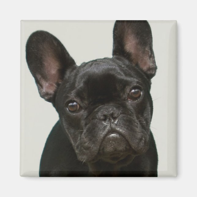 Cutest French Bulldog Puppy Magnet (Front)