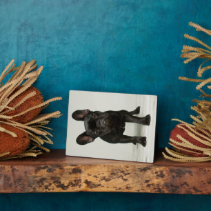 Cutest French Bulldog Puppy Plaque