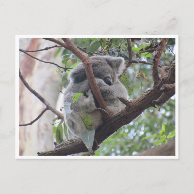 cutest koala postcard (Front)
