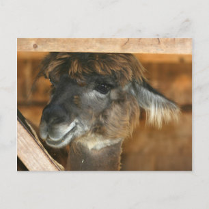 Cutey Llama Farm Animal Nature Photo Postcard