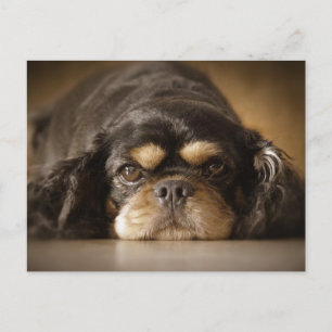 Cutie Cav! Postcard
