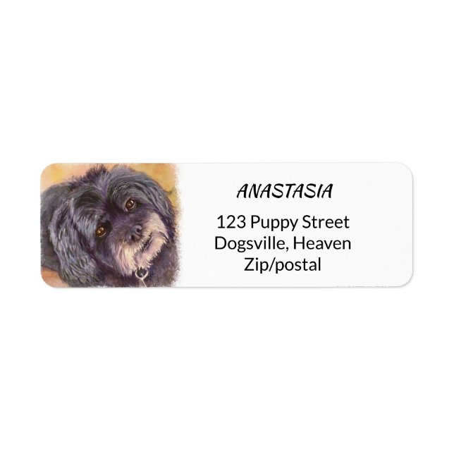 CUTIE NOIR COCK-A-POO MIX (Devant)