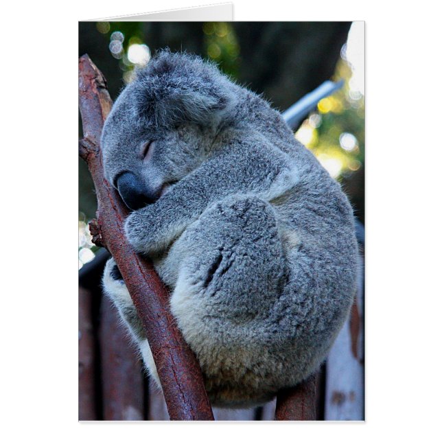 Cutie Pie Koala (Front)