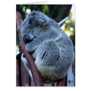 Cutie Pie Koala