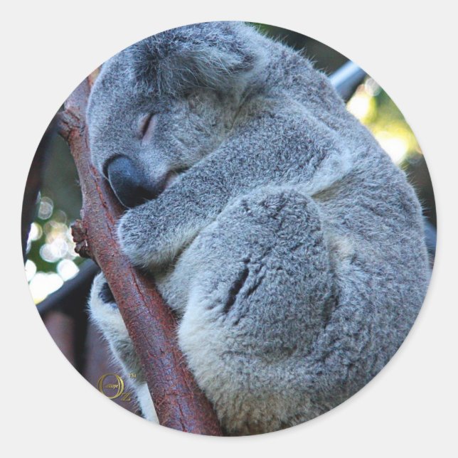 Cutie Pie Koala Classic Round Sticker (Front)