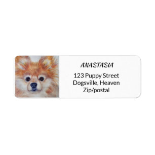 CUTIE POMERANIAN D'OR