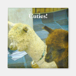 Cuties! Magnet