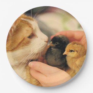 Cuties Paper Plate
