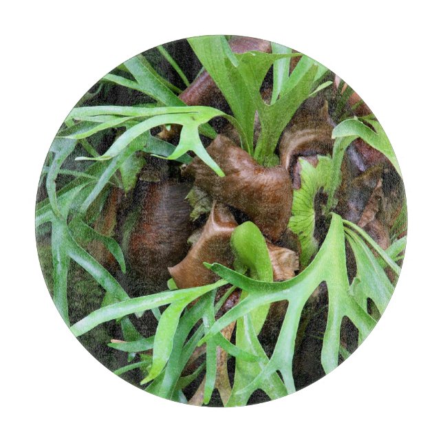 Cutting Board - Staghorn Fern (Front)