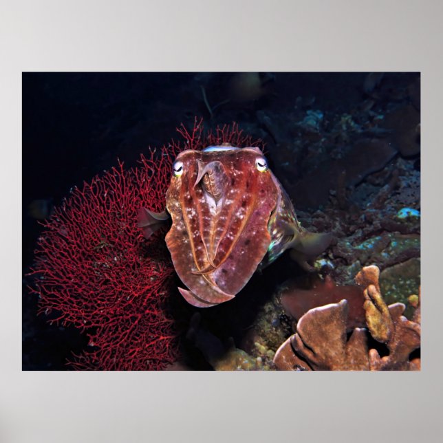 Cuttlefish in the Gilis Poster (Front)