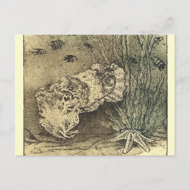 cuttlefish postcard (Front)