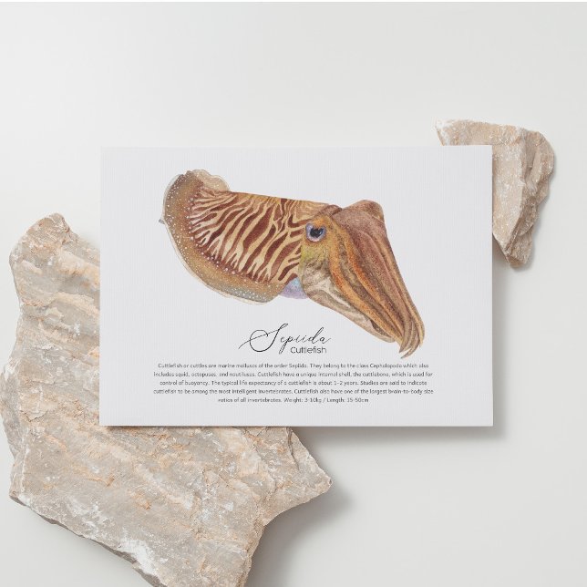 Cuttlefish Postcard (Creator Uploaded)