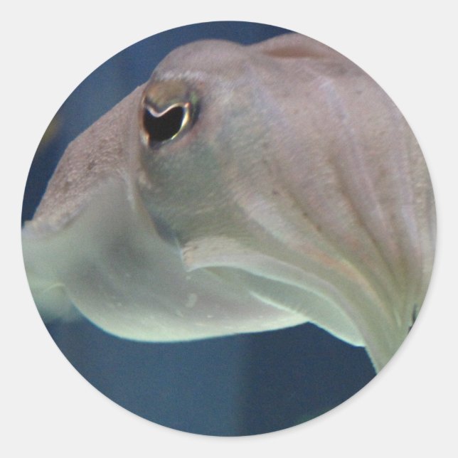 Cuttlefish stickers (Front)