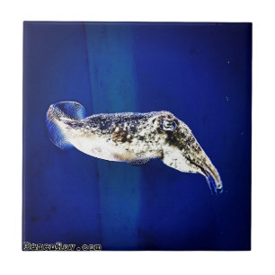 Cuttlefish Tile