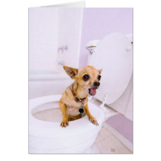 Cuvette des toilettes (l'eau a été vidangée)