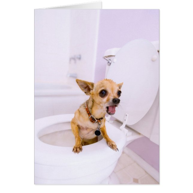 Cuvette des toilettes (l'eau a été vidangée) (Devant)