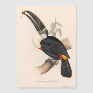 Cuviers Toucan Print: Vintage Tropical Bird