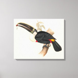 Cuviers Toucan Print: Vintage Tropical Bird Canvas Print