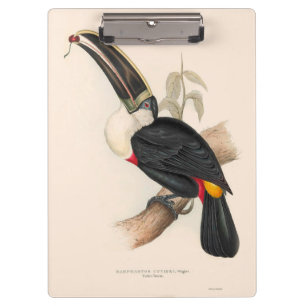 Cuviers Toucan Print: Vintage Tropical Bird Clipboard