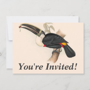 Cuviers Toucan Print: Vintage Tropical Bird Invitation
