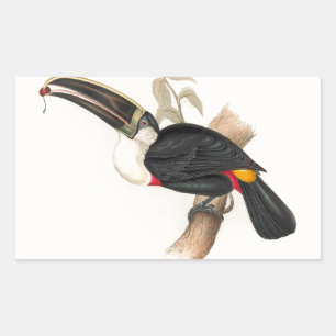 Cuviers Toucan Print: Vintage Tropical Bird Sticker