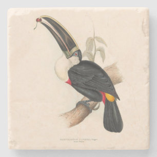 Cuviers Toucan Print: Vintage Tropical Bird Stone Coaster
