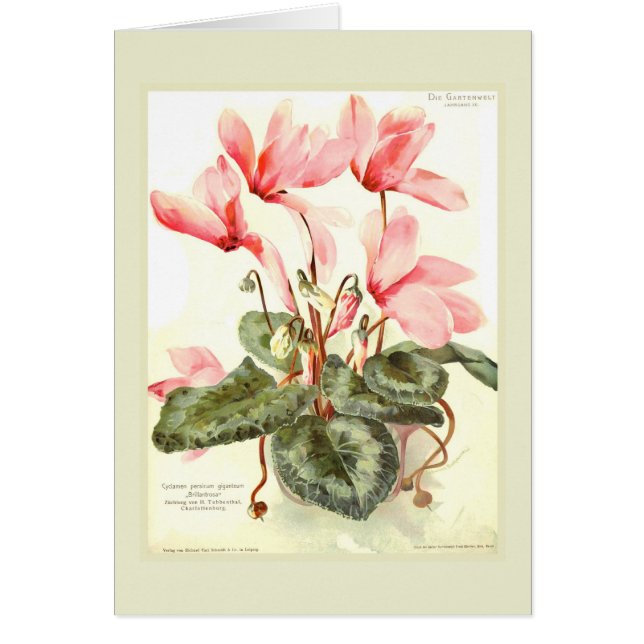 Cyclamen (Front)