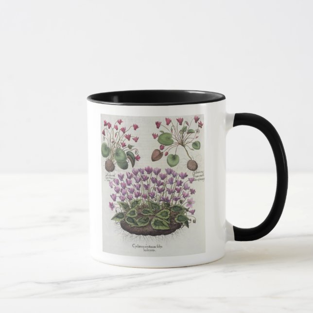 Cyclamen: 1.Cyclamen serotinum foliis hederaceis; Mug (Right)