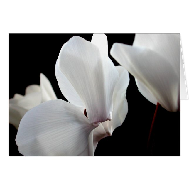 Cyclamen blanc (Devant Horizontal)