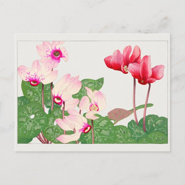 Cyclamen by Tanigami Konan Postcard (Front)