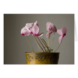 Cyclamen Plant