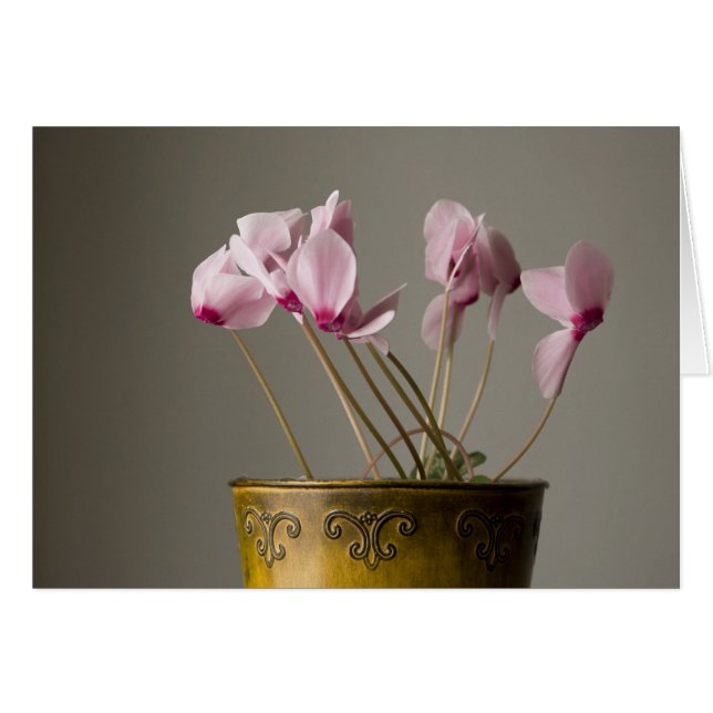 Cyclamen Plant (Front Horizontal)