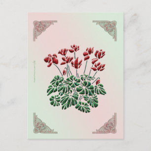 Cyclamen Postcard