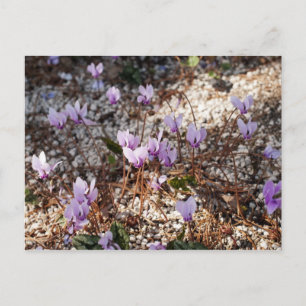 Cyclamen Postcard