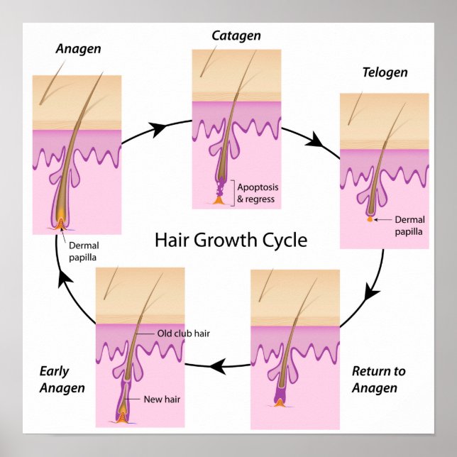 Cycle de croissance des cheveux Poster (Devant)