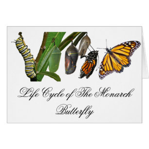 CYCLE DE VIE DE MONARQUE